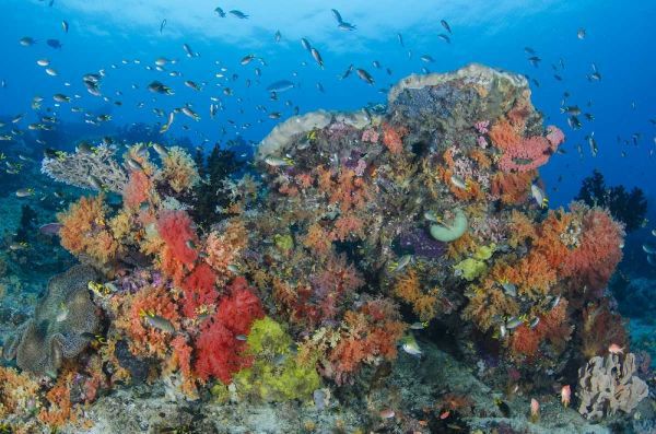 Indonesia, Papua, Raja Ampat Fish around coral